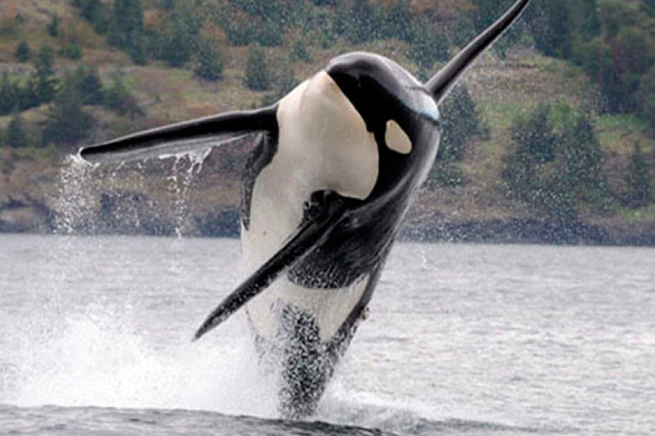 Are contaminants killing local orcas? | Guest column