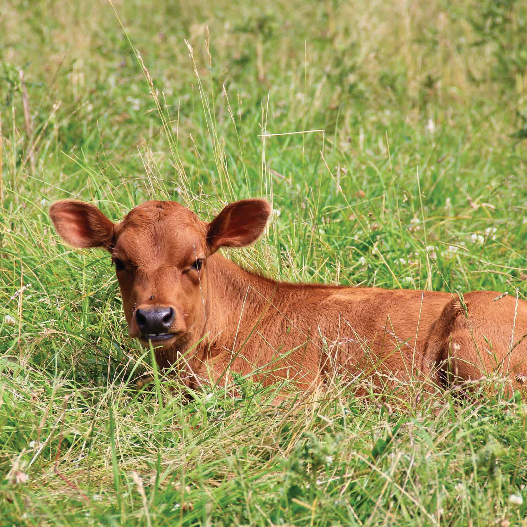 Fresh, raw milk available on Orcas Island