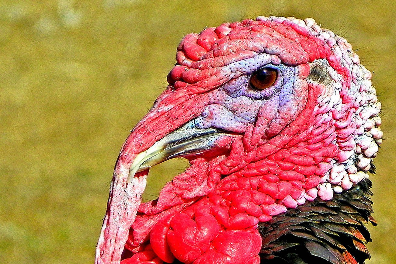 San Juan wild turkeys, gone, not forgotten | Guest column