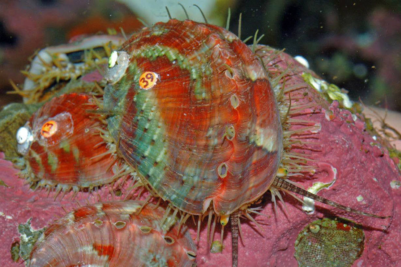 Contributed photo/Washington Department of Fish Wildlife                                 Captive abalone from Shannon Point Marine Center in Anacortes