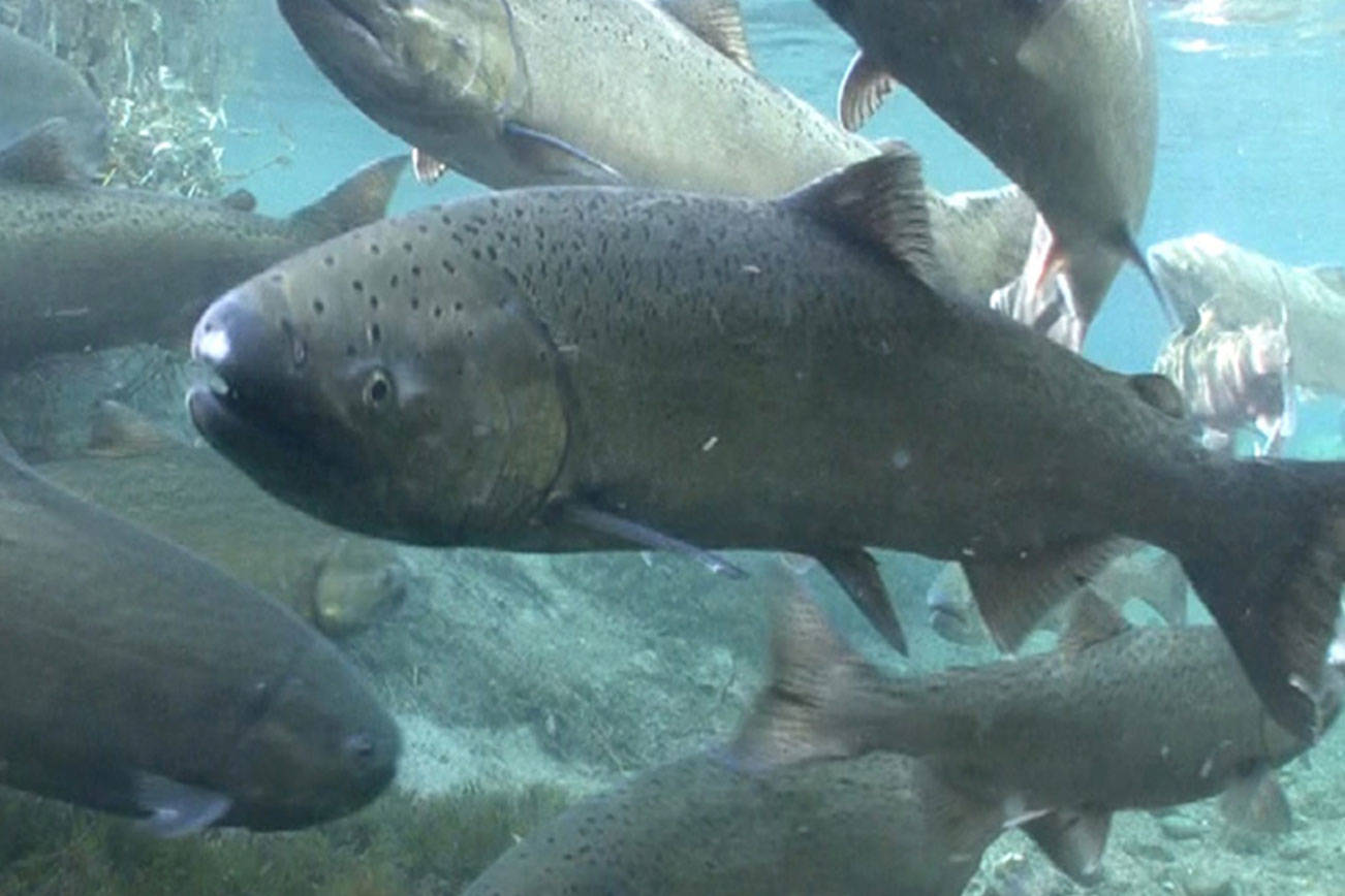 Salish Sea hatcheries to increase salmon stocks