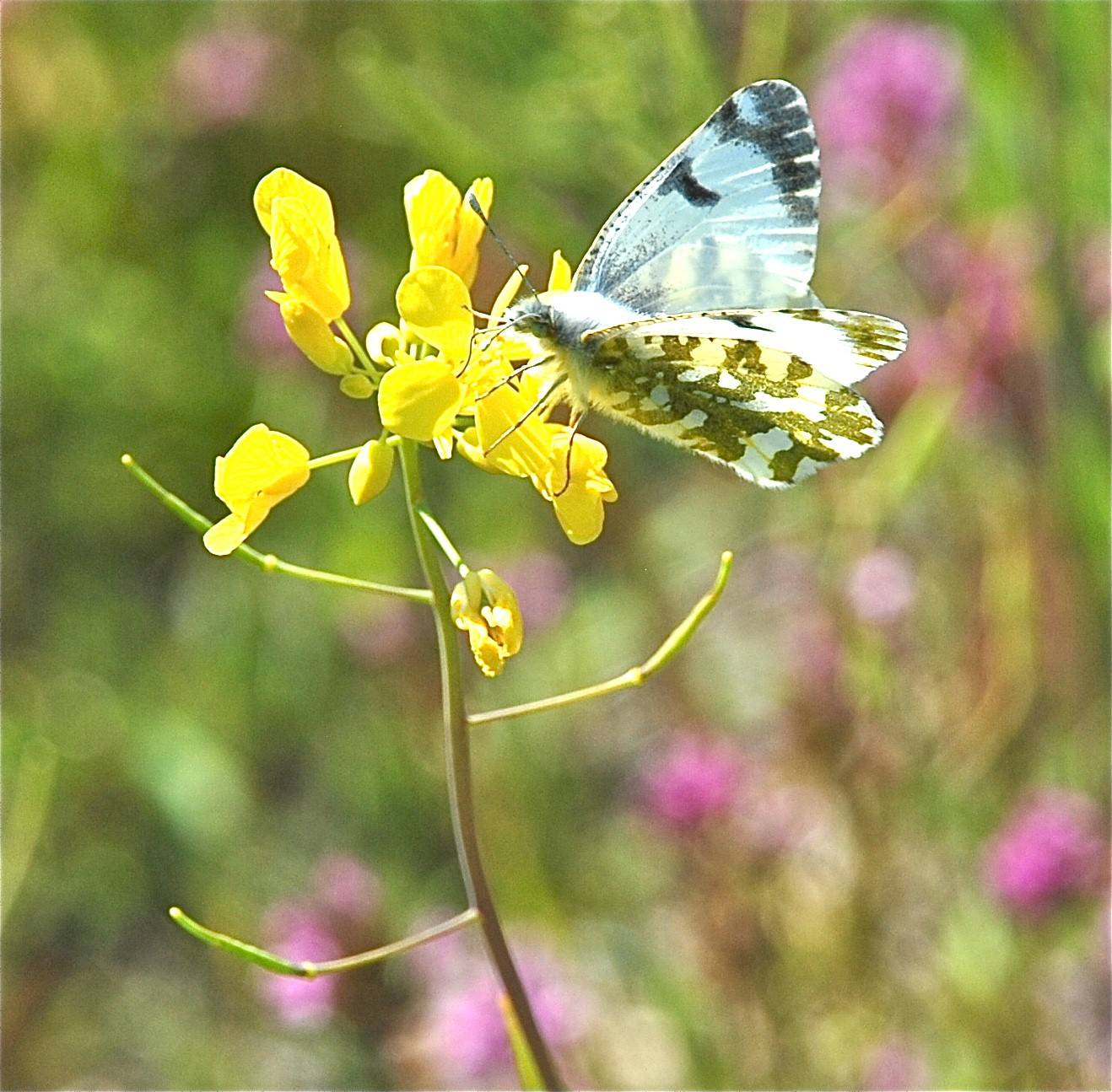 Contributed photos/Susan Vernon. Amelia the marbled butterfly seen the Frazer homestead.