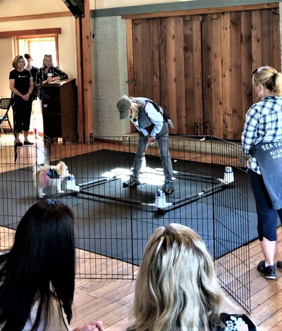 Contributed photo. Lisa Holt of PADs for Parkinson’s and volunteer dogs demonstrate the PADs training program at the Women’s Fund luncheon.