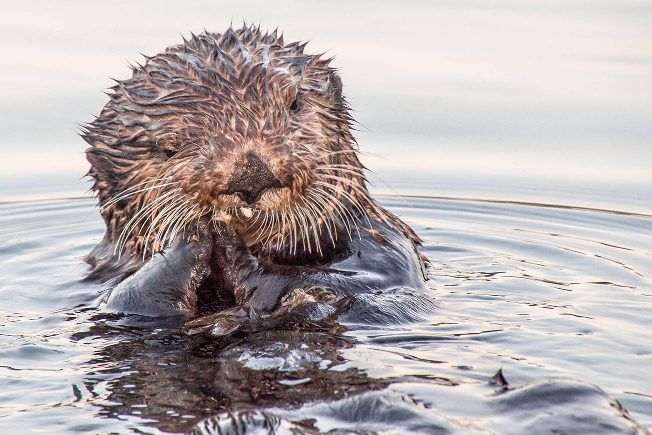 Whale Museum Presents: Can Otters Save The World? 