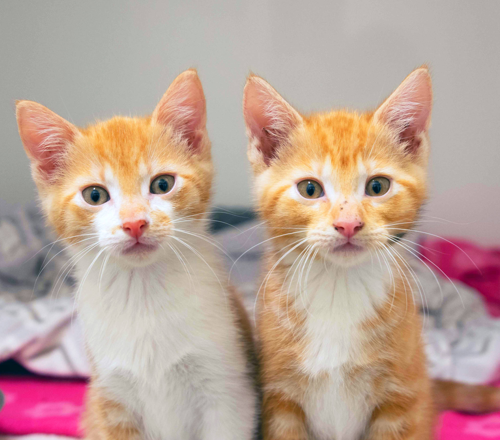 Contributed photo                                Simba and Nala, shelter kittens.