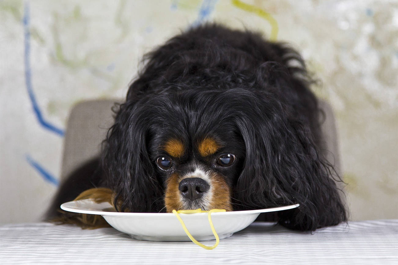 Mardi Paws ‘Spay-Ghetti’ Dinner