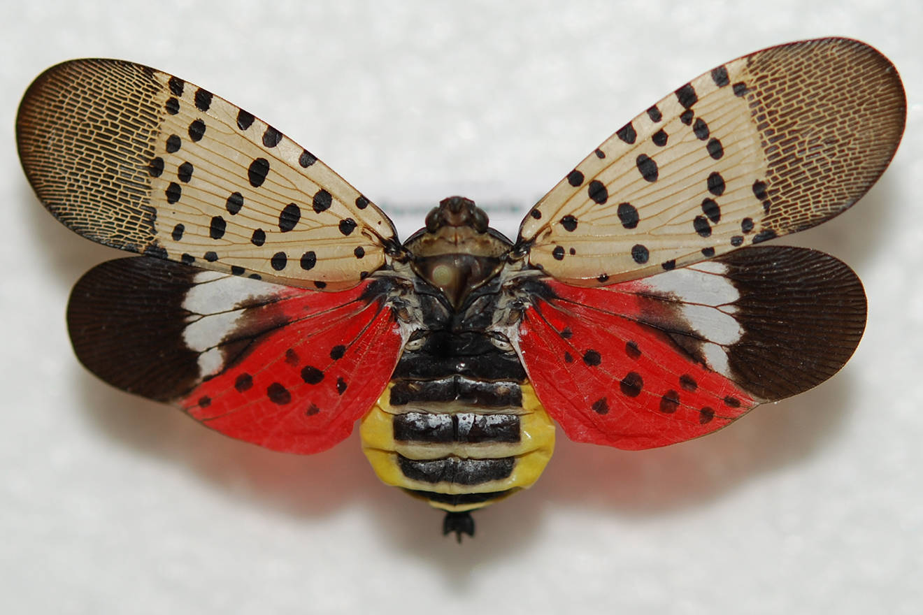 Spotted lanternfly. (Pennsylvania Department of Agriculture)