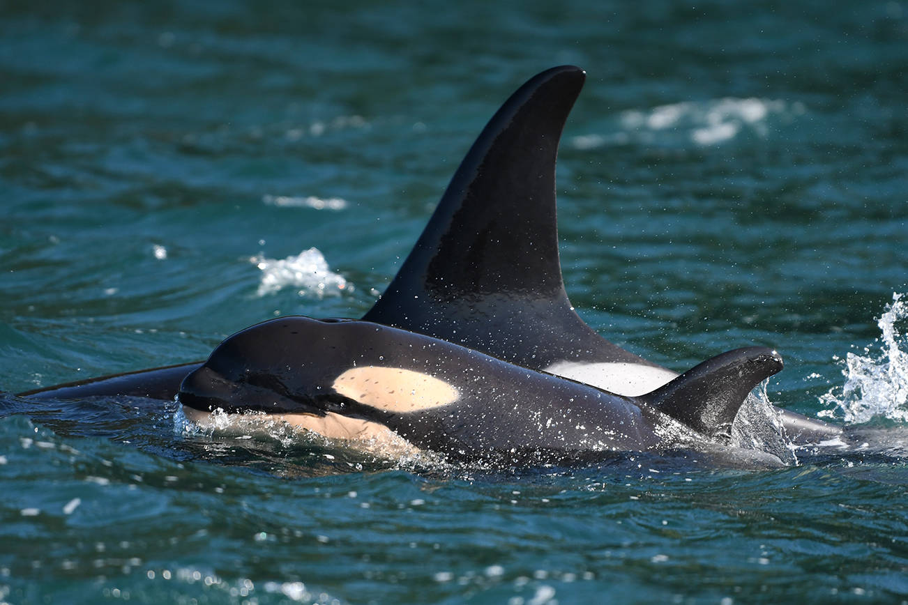 Center for Whale Research/Contributed photo
L125 pops its head out of the water as it swims alongside mother L86 on Feb. 17, 2021.