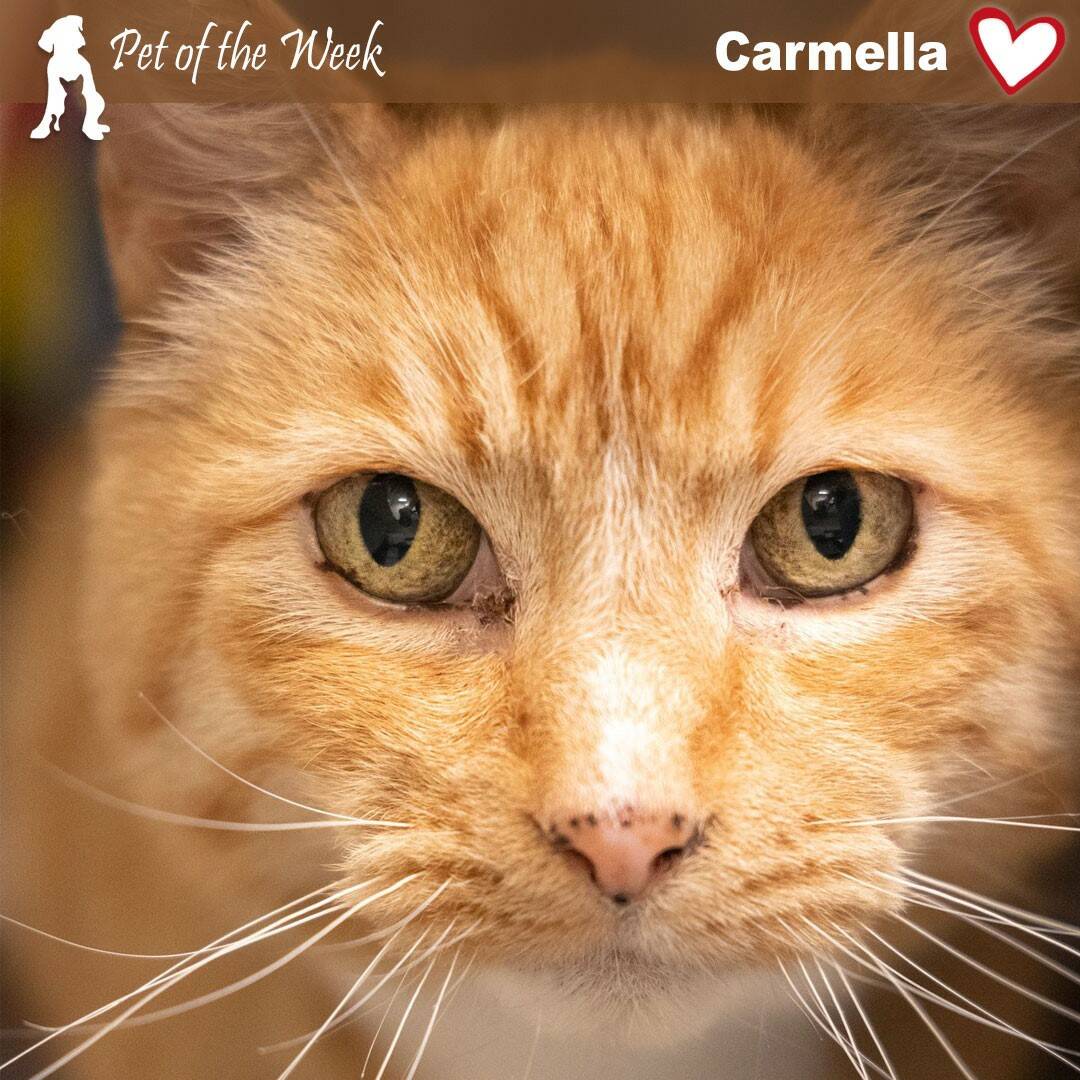 Contributed photo by APS-FH
Carmella is looking for her forever home.