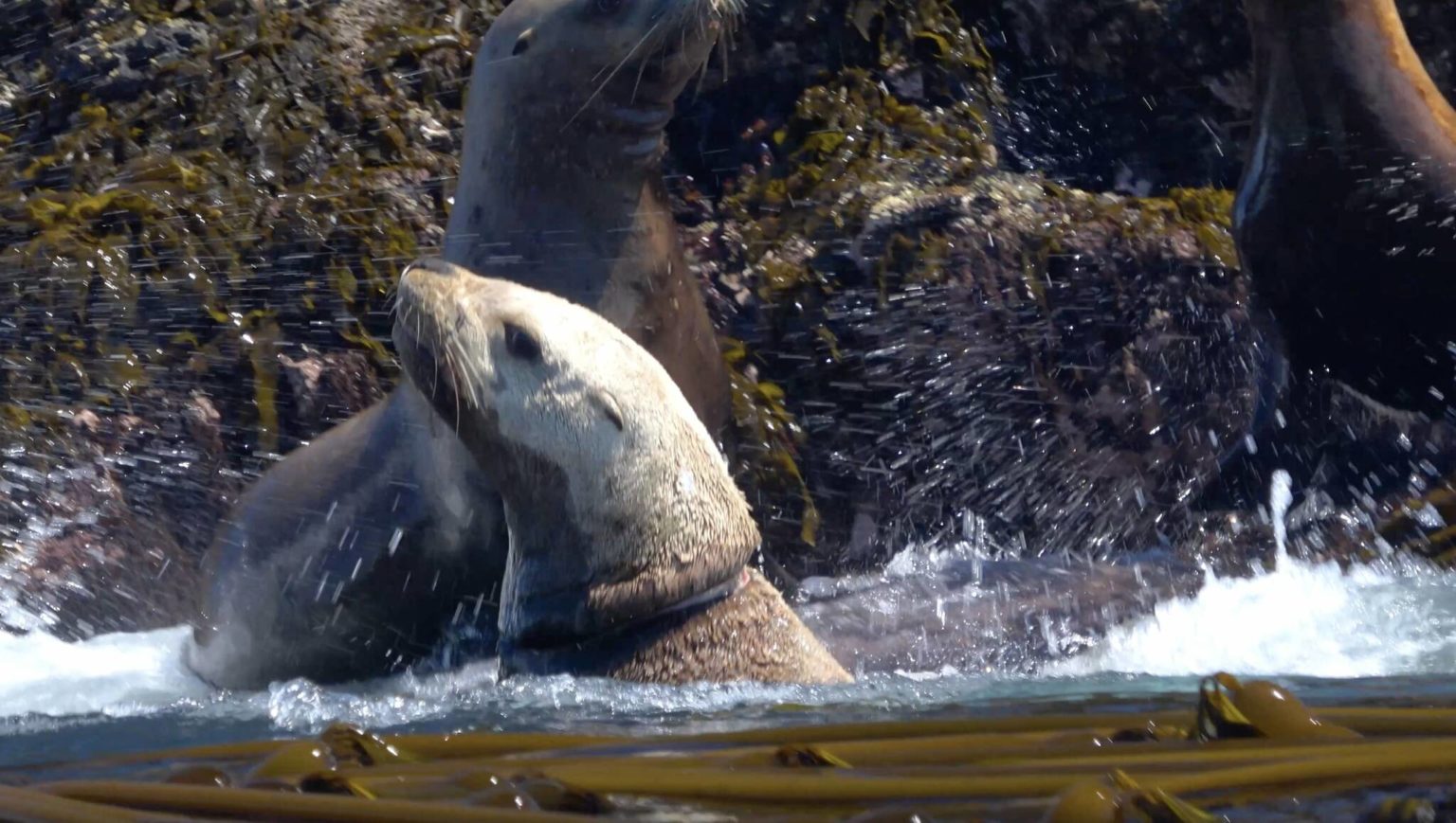 Sea Lion rescued from plastic packing strap | The Journal of the San