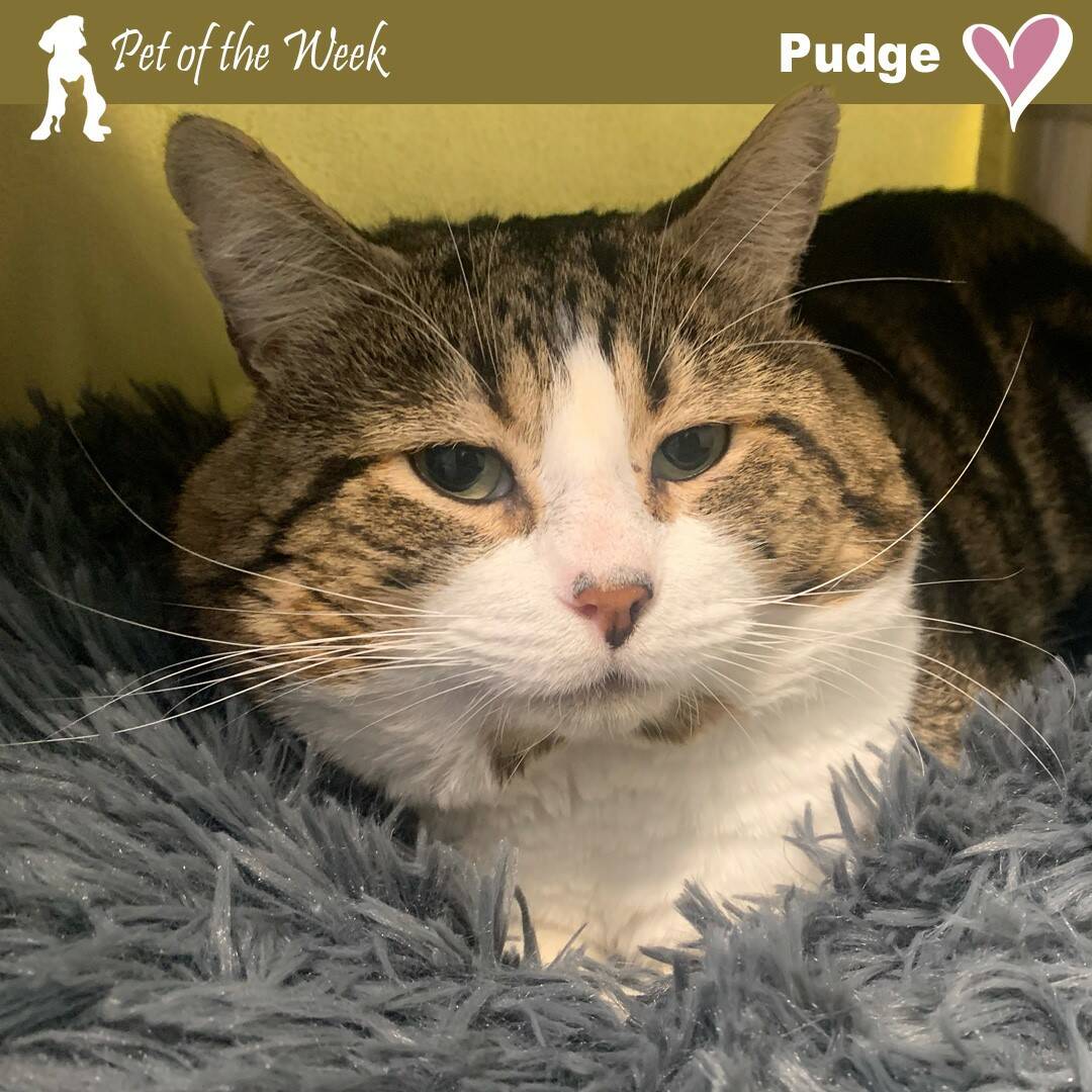 Contributed photo by the Animal Protection Society - Friday Harbor
Pudge, looking for his perfect date and perfect human.