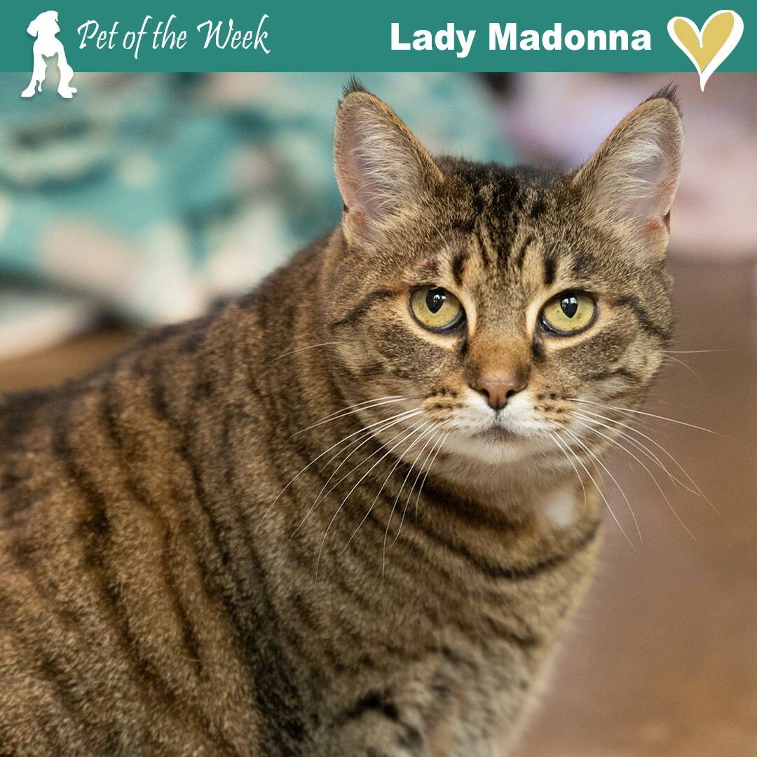 Contributed photo by the Animal 
Protection Society - Friday Harbor
Lady Madonna, looking for a house to rule.