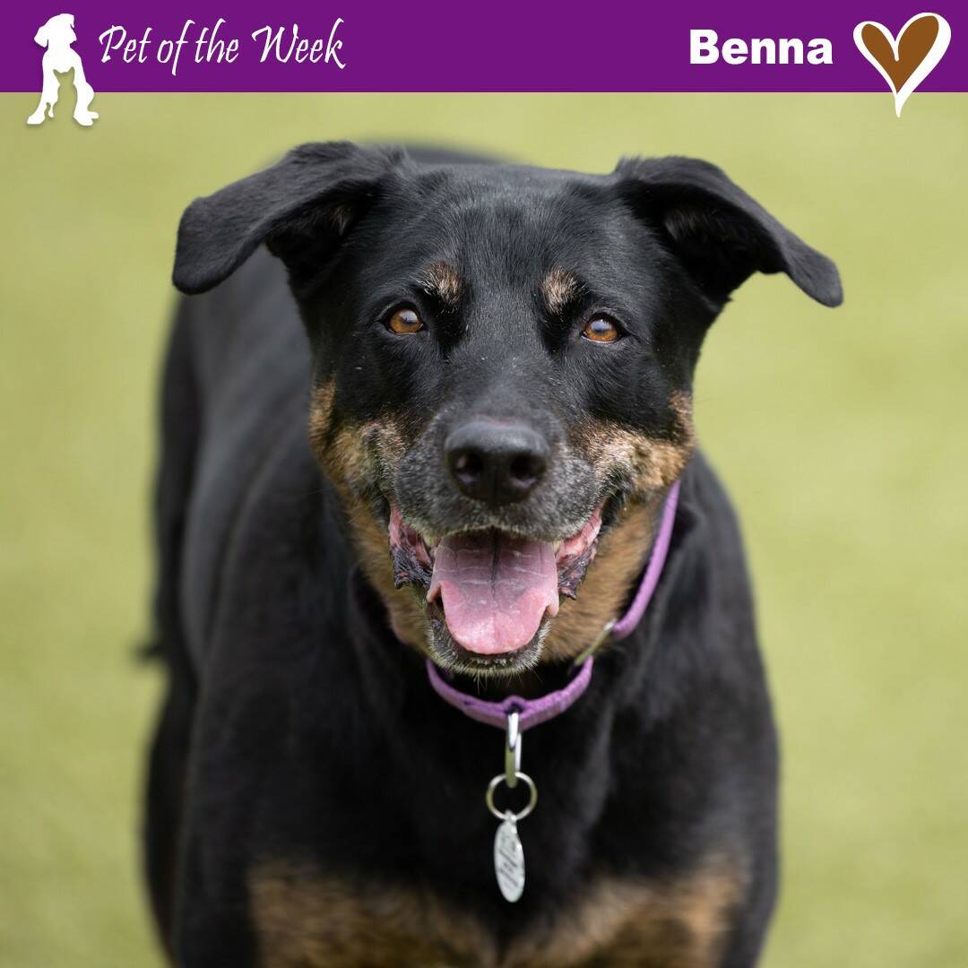 Contributed photo by the Animal Protection Society - Friday Harbor
Benna is very excited to meet you!