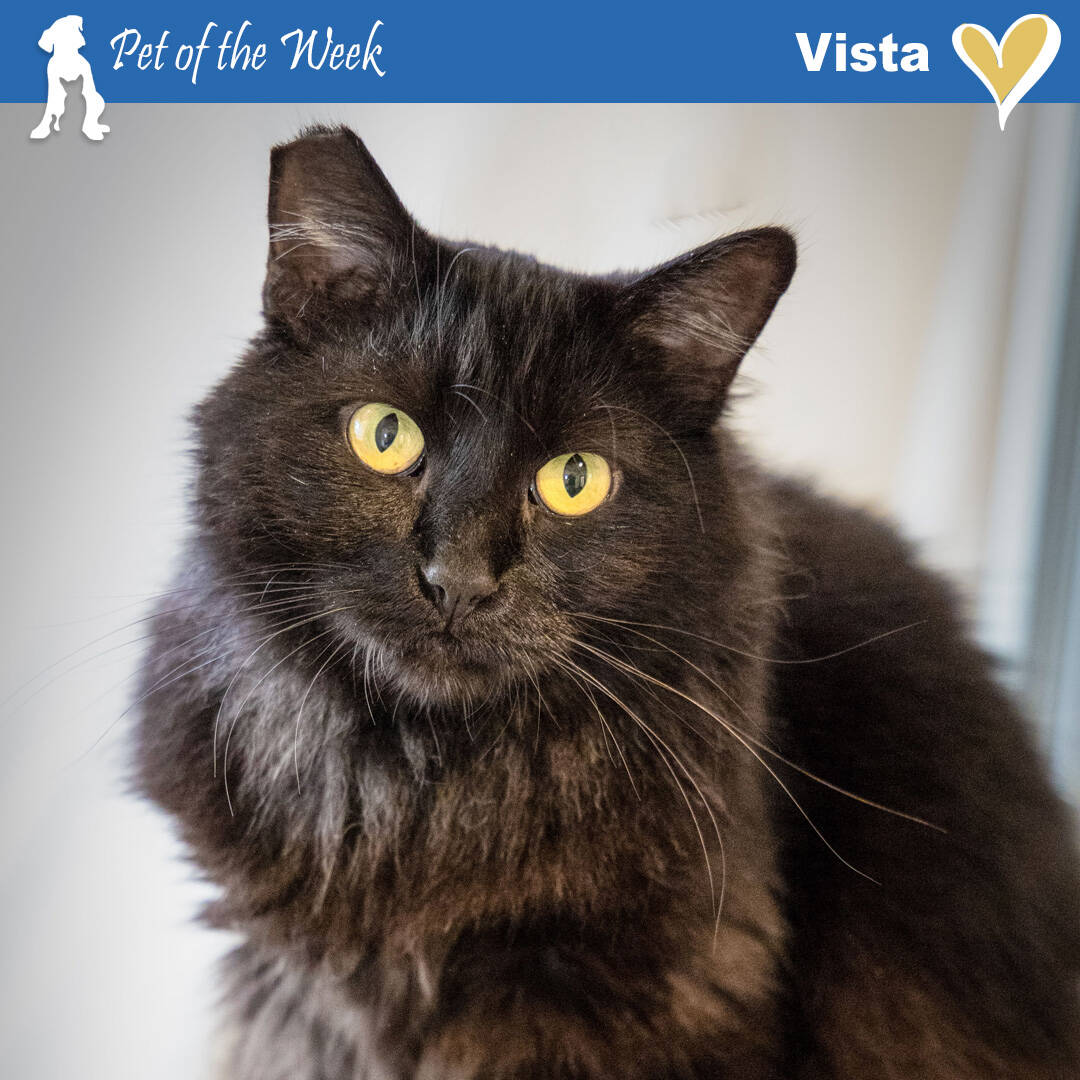 Contributed photo by the Animal Shelter - Friday Harbor
Vista is waiting for some chin scratches!