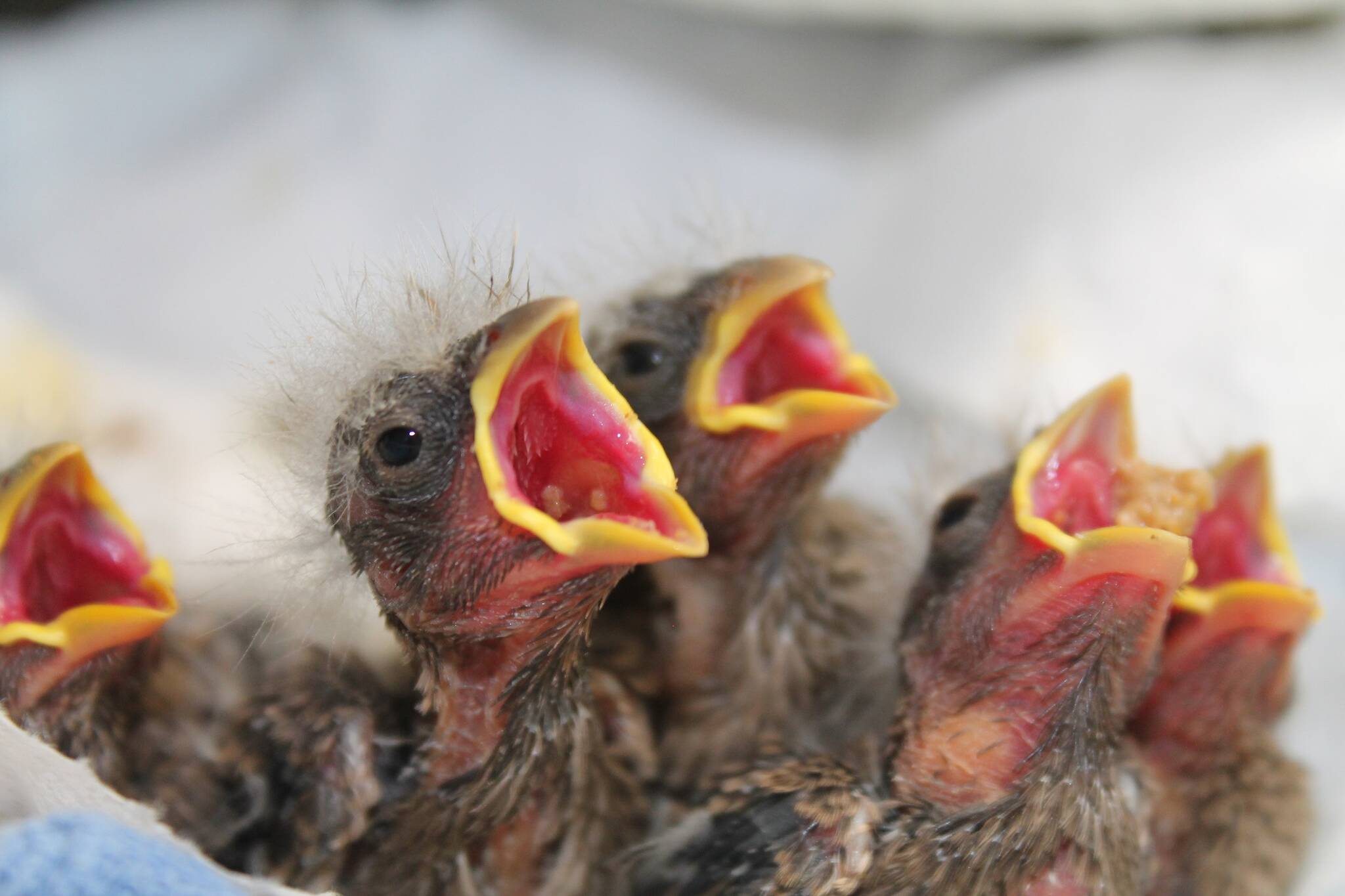 Contributed photo by The Whale Museum
Baby birds - clients of Wolf Hollow