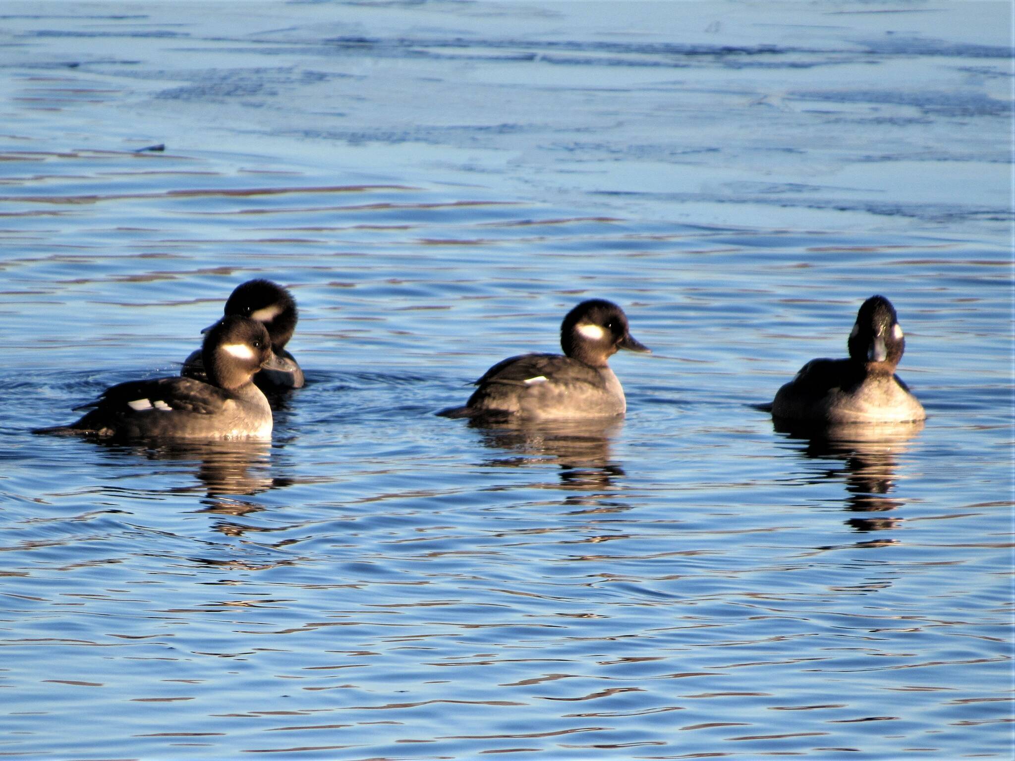 Avian flu alert | The Journal of the San Juan Islands