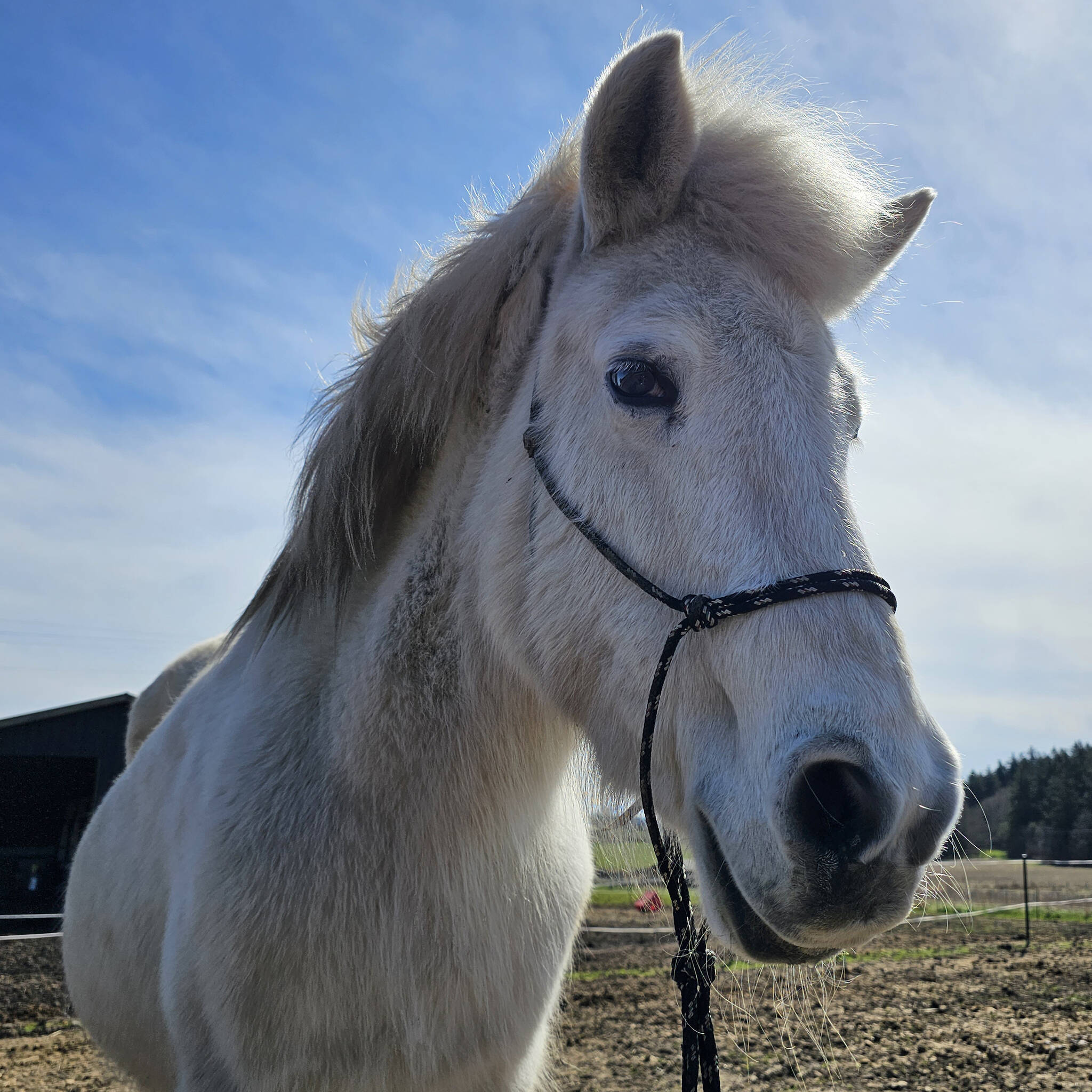 Contributed photo by Island Animal Haven Sanctuary
Venus is in need of dental care.