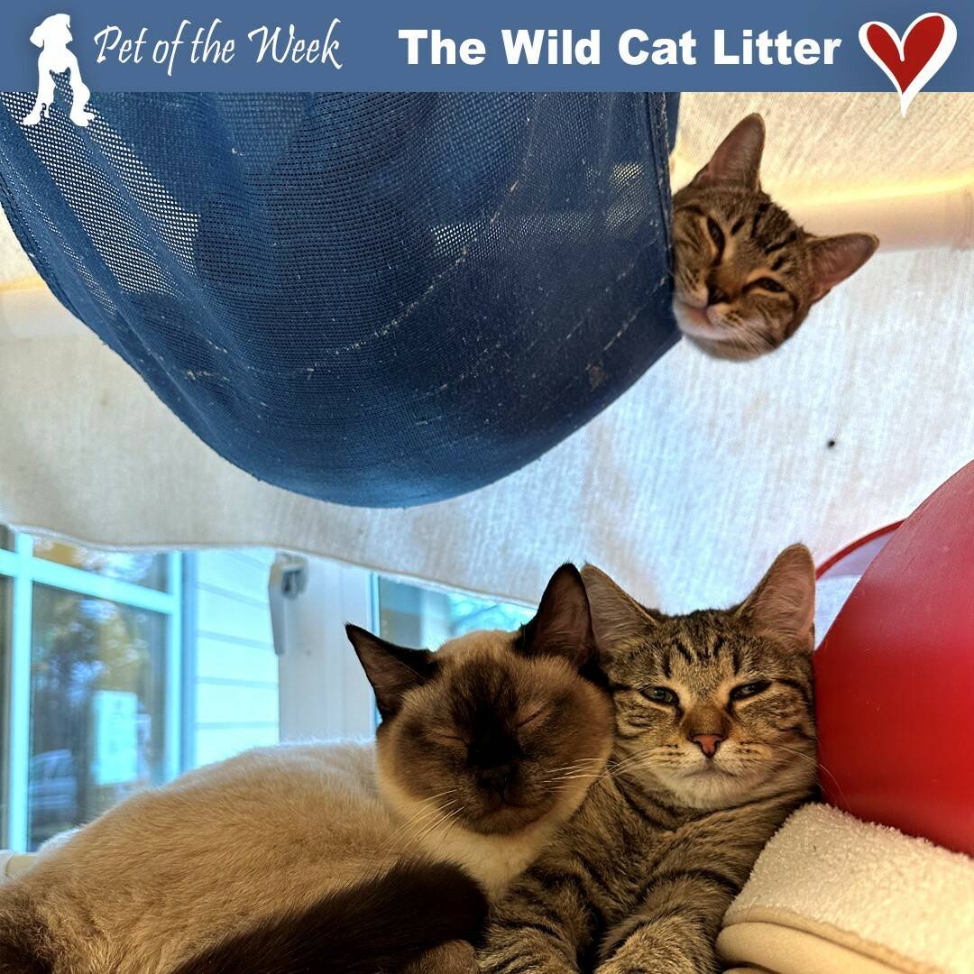 Contributed photo
These wild kitties are ready to settle into a loving furever home.