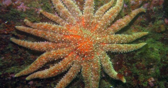 NOAA photo
Sunflower Sea Star