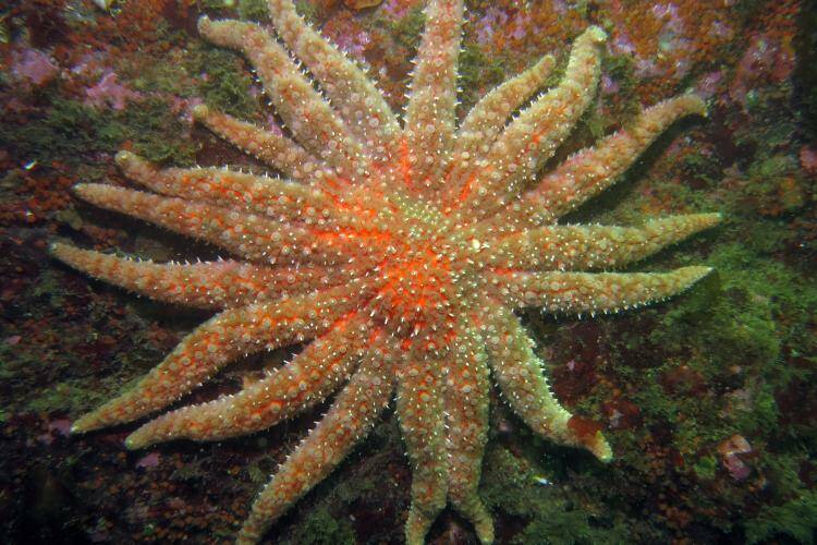 NOAA photo
Sunflower Sea Star