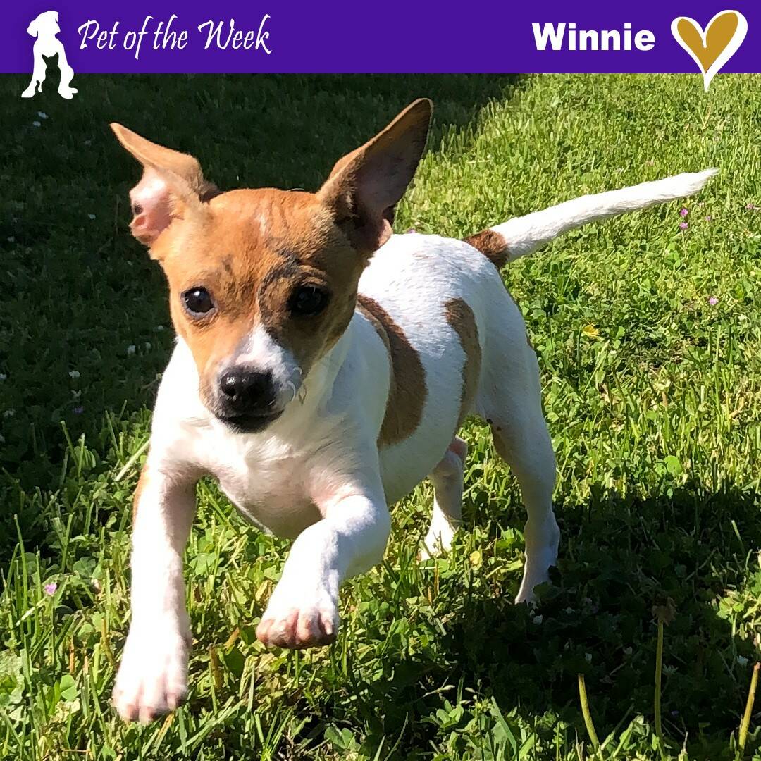 Contributed photo
Winnie - a brave-hearted, ball of love
