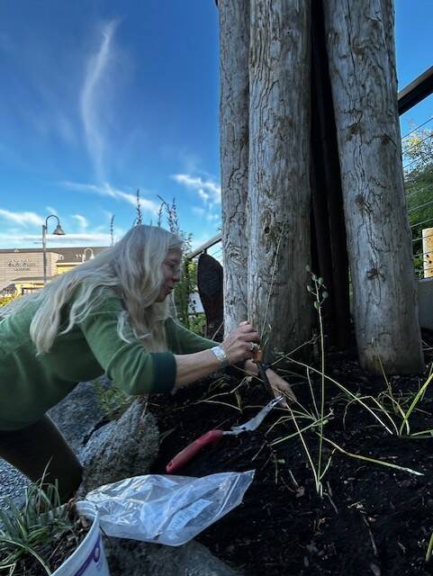 Heather Spaulding / Staff photo
Lisa Lawrence plants camas after the event.
