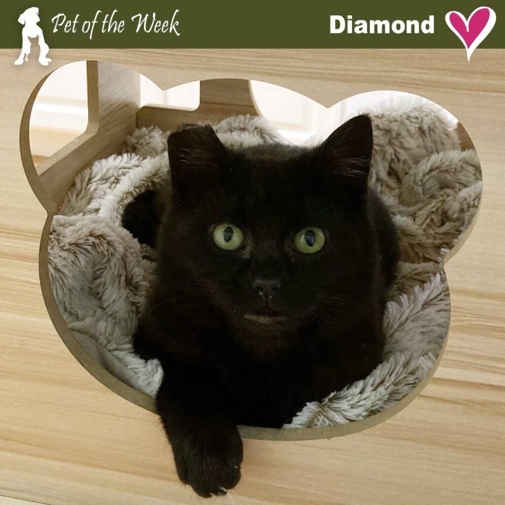 Meet Diamond - Pet Of The Week 