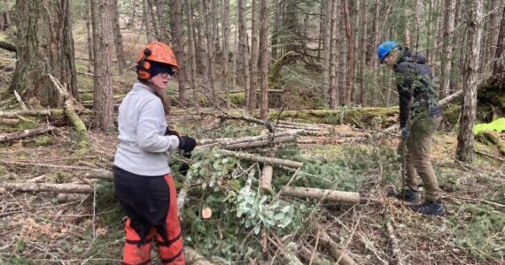 Conservation crew members create piles of douglas fir as part of the SJC Preservation Land Bank’s forest management thinning and biochar projects.
Submitted photo.