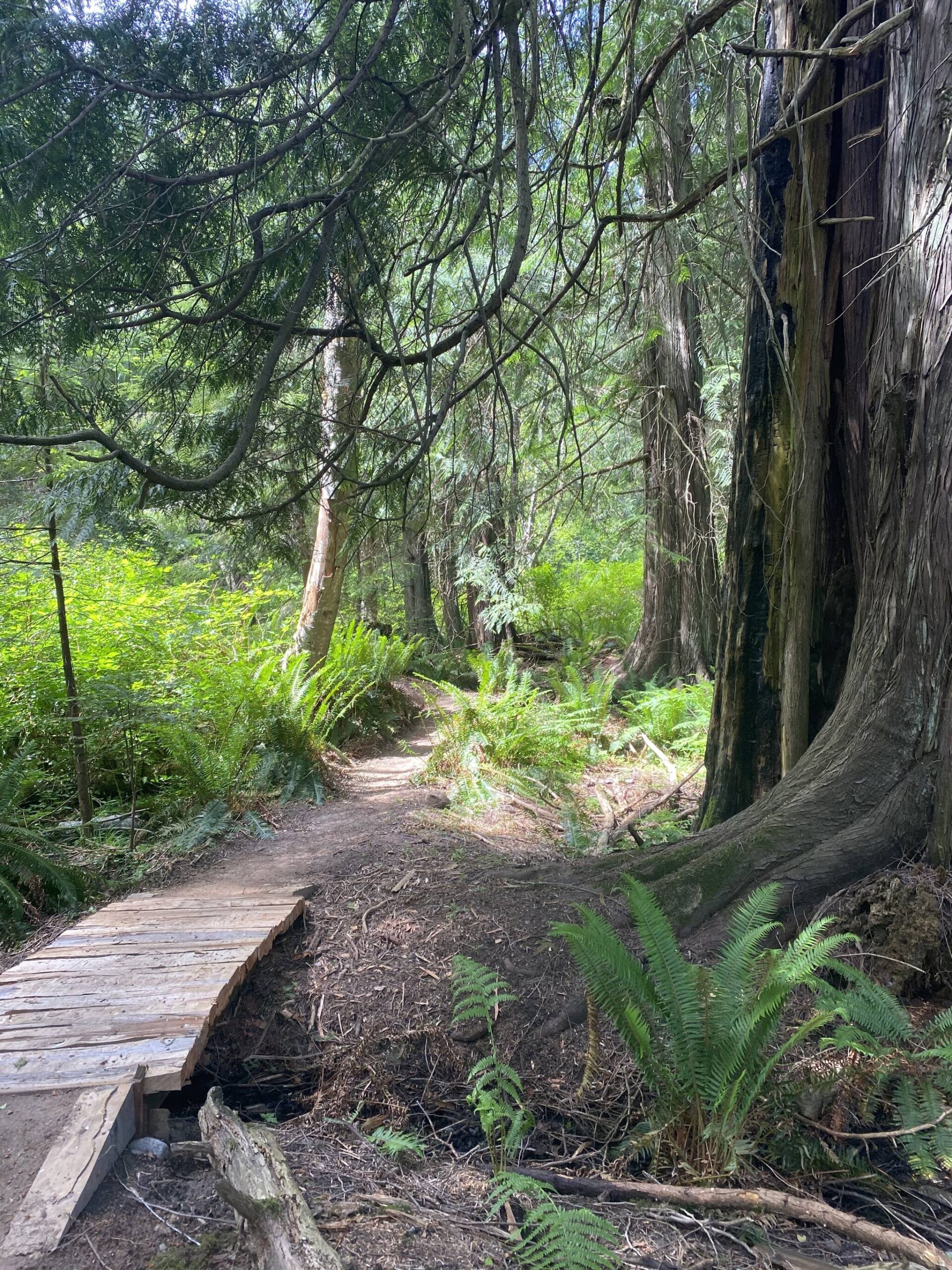 Staff photo / Isabel Ashley
The new trail connects the trailhead at Three Corner Lake road to the Roche Harbor Highlands as well as Mitchell Hill and English Camp, allowing hikers to walk all the way from Roche Harbor to Cady Mountain for the first time