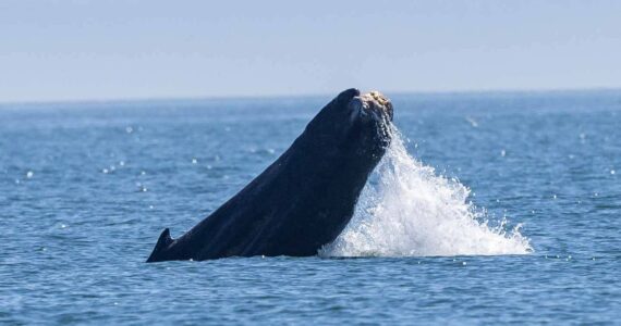 Contributed photo by Spencer Fire, Whale Museum volunteer under NMFS permit #24359