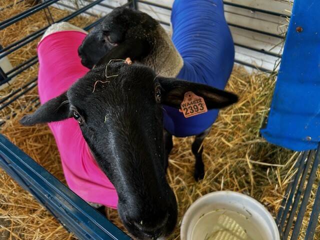 Heatehr Spaulding  Staff photo
Sheep at the Fair