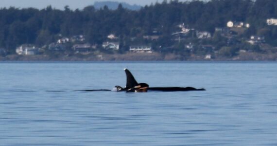 Contributed photo
L90 Ballena and calf L128 in Haro Strait, taken by Jamie Hoy/Soundwatch Boater Education Program on 9/16/2024 under NOAA/NMFS Permit #26285. The Whale Museum has been collaborating with the other vital research organizations, including SR3, Wild Orca, and the Center for Whale Research, in their ongoing efforts for the research, monitoring, and conservation of Southern Resident killer whales.