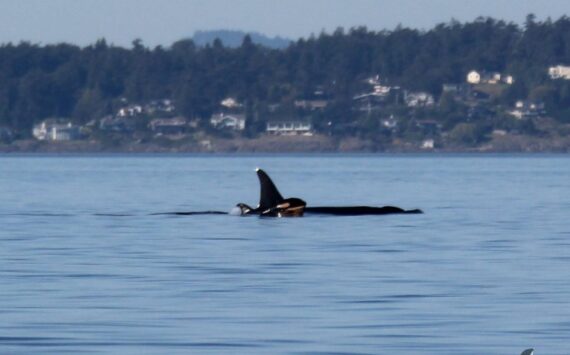 Contributed photo
L90 Ballena and calf L128 in Haro Strait, taken by Jamie Hoy/Soundwatch Boater Education Program on 9/16/2024 under NOAA/NMFS Permit #26285. The Whale Museum has been collaborating with the other vital research organizations, including SR3, Wild Orca, and the Center for Whale Research, in their ongoing efforts for the research, monitoring, and conservation of Southern Resident killer whales.