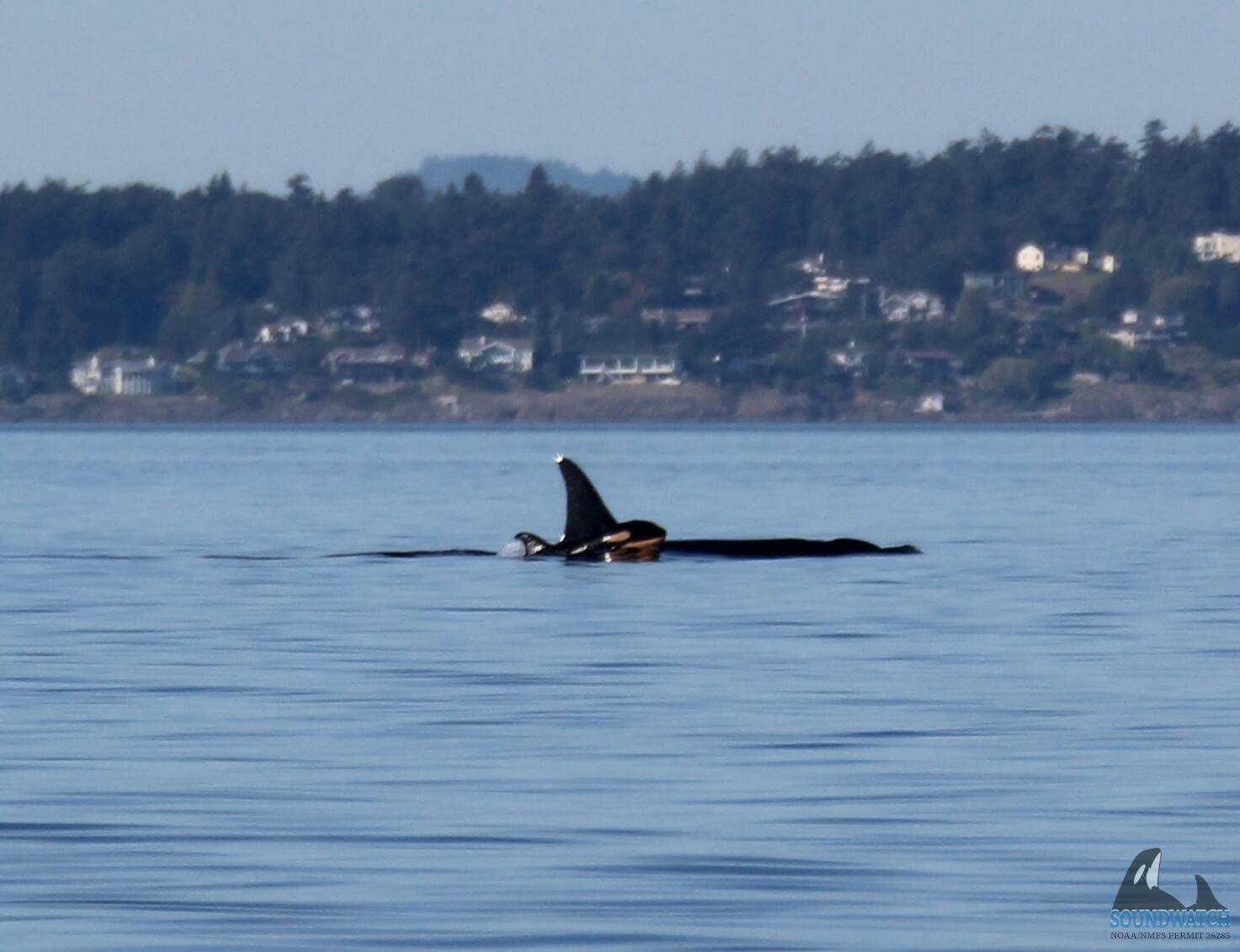 Contributed photo
L90 Ballena and calf L128 in Haro Strait, taken by Jamie Hoy/Soundwatch Boater Education Program on 9/16/2024 under NOAA/NMFS Permit #26285. The Whale Museum has been collaborating with the other vital research organizations, including SR3, Wild Orca, and the Center for Whale Research, in their ongoing efforts for the research, monitoring, and conservation of Southern Resident killer whales.