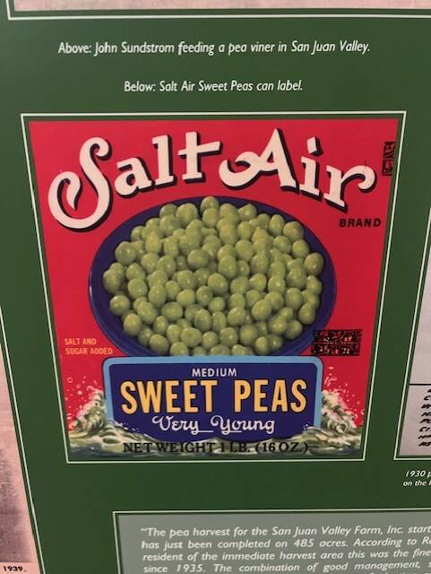 Contributed photo by Julie McIntire Corey
Peas were one of the major farm products in the islands.