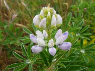 Contributed photo by Russel Barsh
One of Cattle Point’s rare Seashore Lupines.