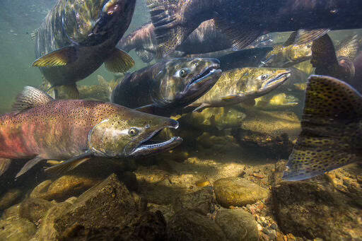 <p><em>Sammamish Chinook. </em></p>