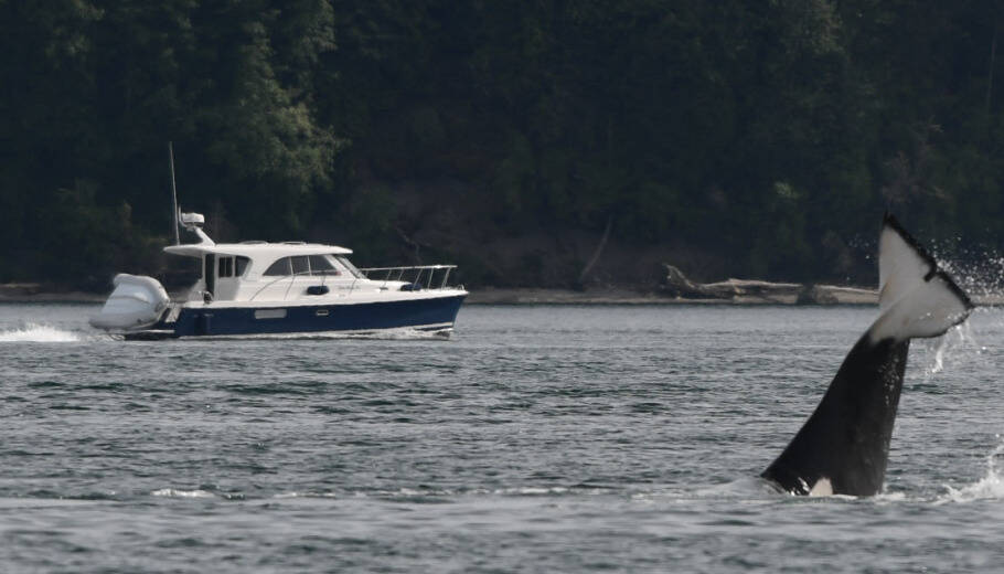 An orca “cartwheels” as a recreational boater passes in the distance. Photo by K. Makowski.