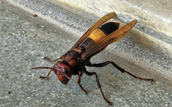 Photo by Vishal Patel.
Murder hornet.