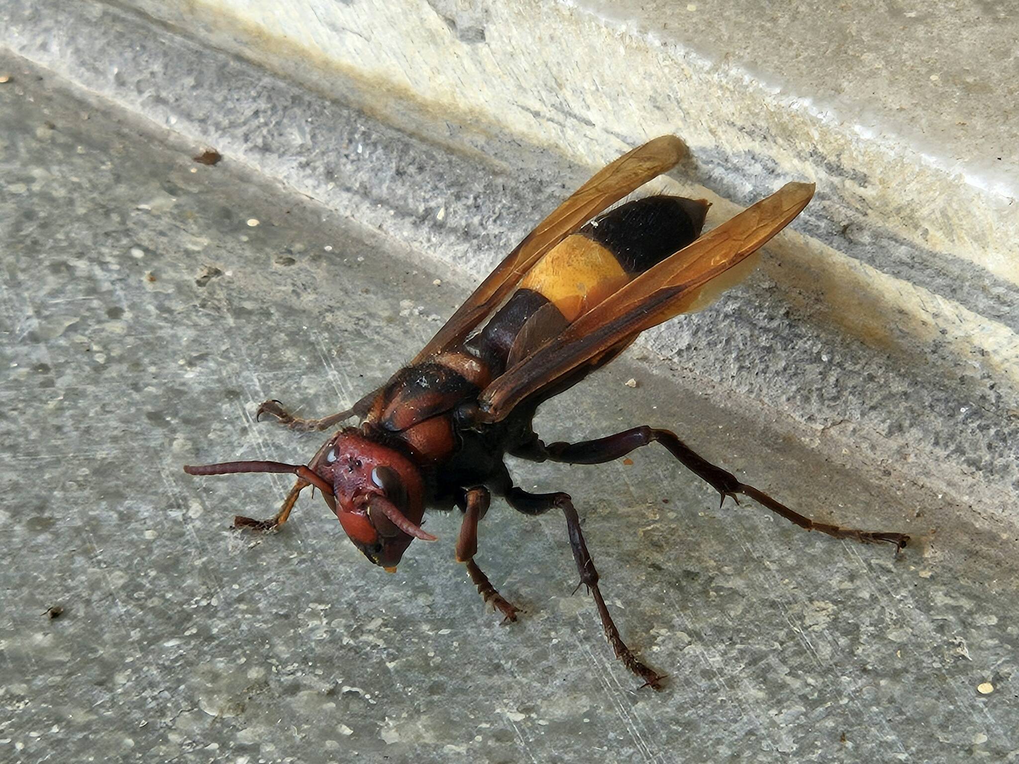 Photo by Vishal Patel.
Murder hornet.