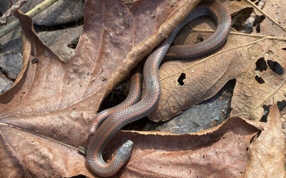 Sharp-tailed snake.