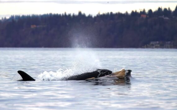 Contributed photo 
J-35 carries another dead calf on her nostrum.